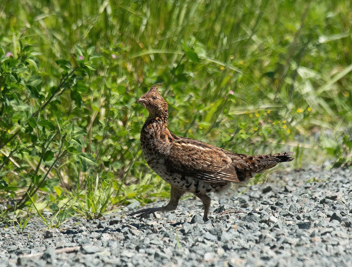 エリマキライチョウ - ML620447280