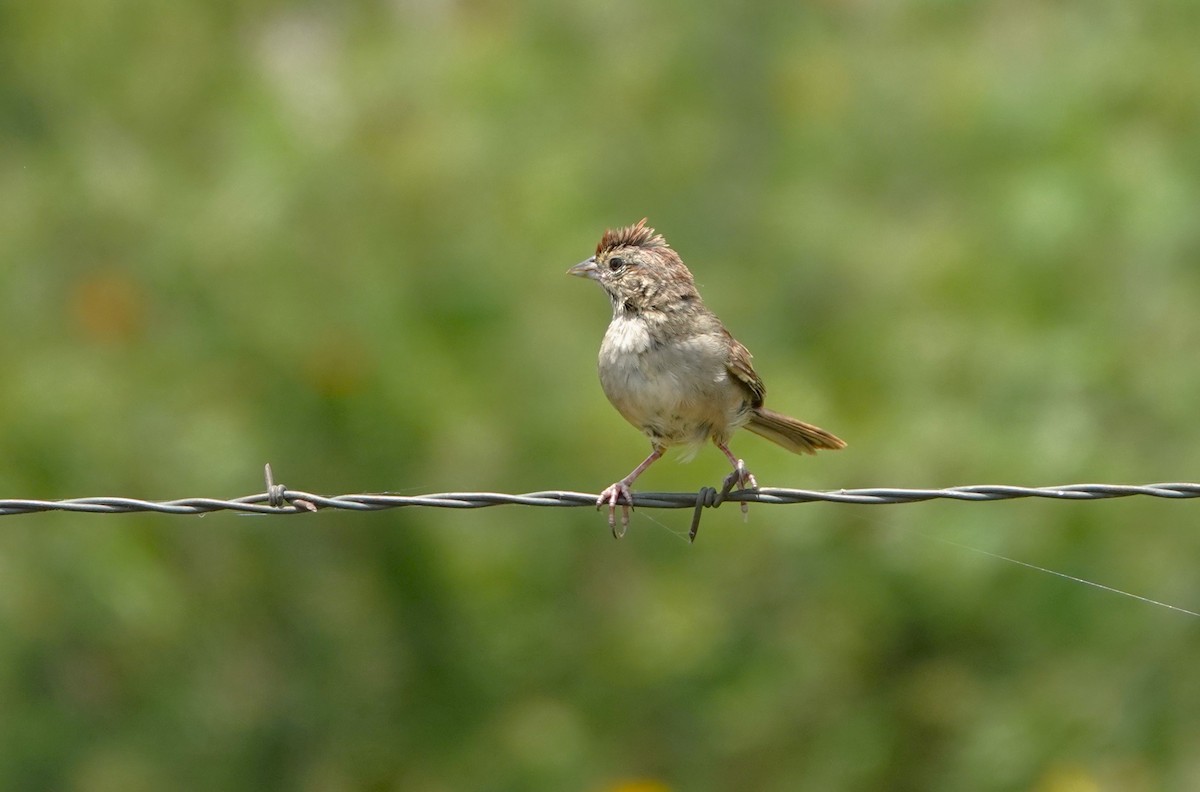 Rufous-crowned Sparrow - ML620447282