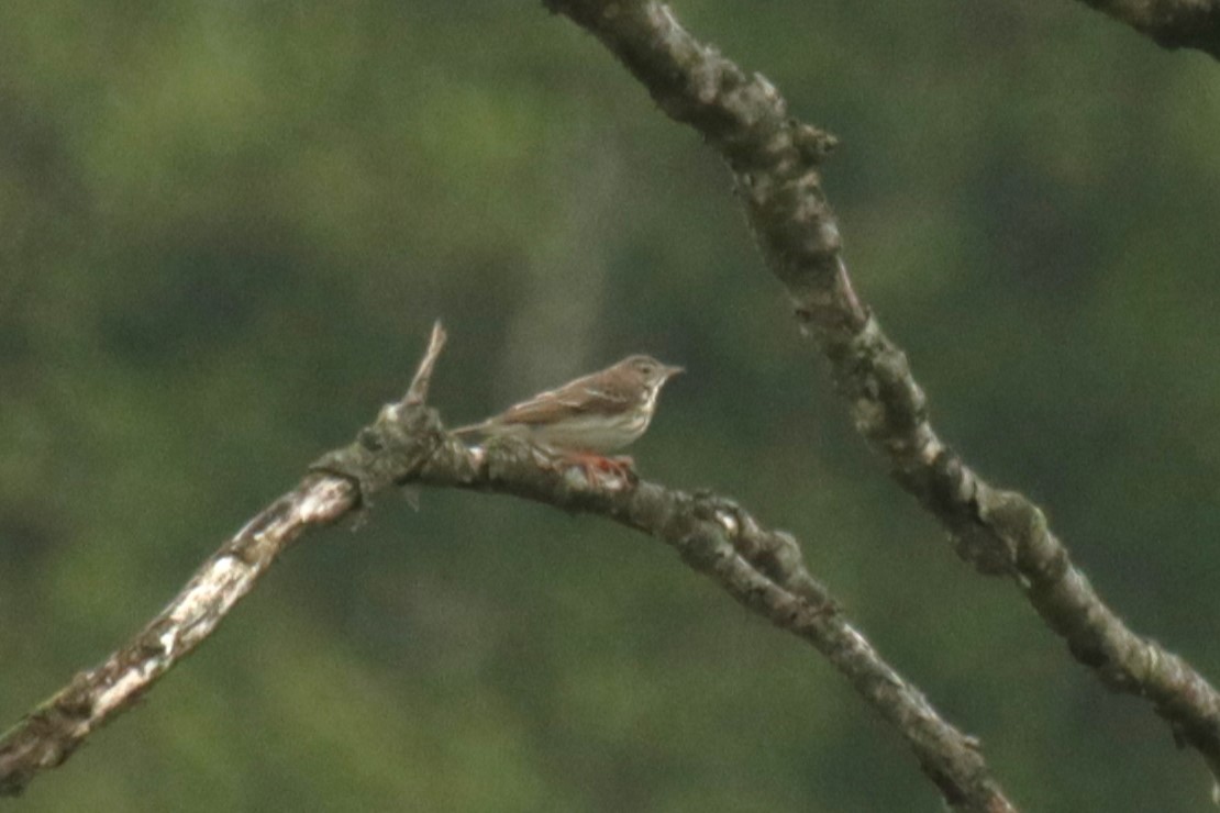 Tree Pipit - ML620447284