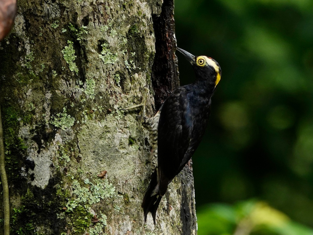 Yellow-tufted Woodpecker - ML620447290