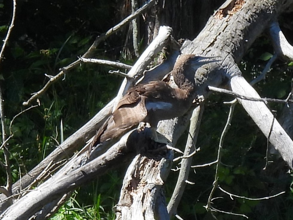 Brown Booby - ML620447292