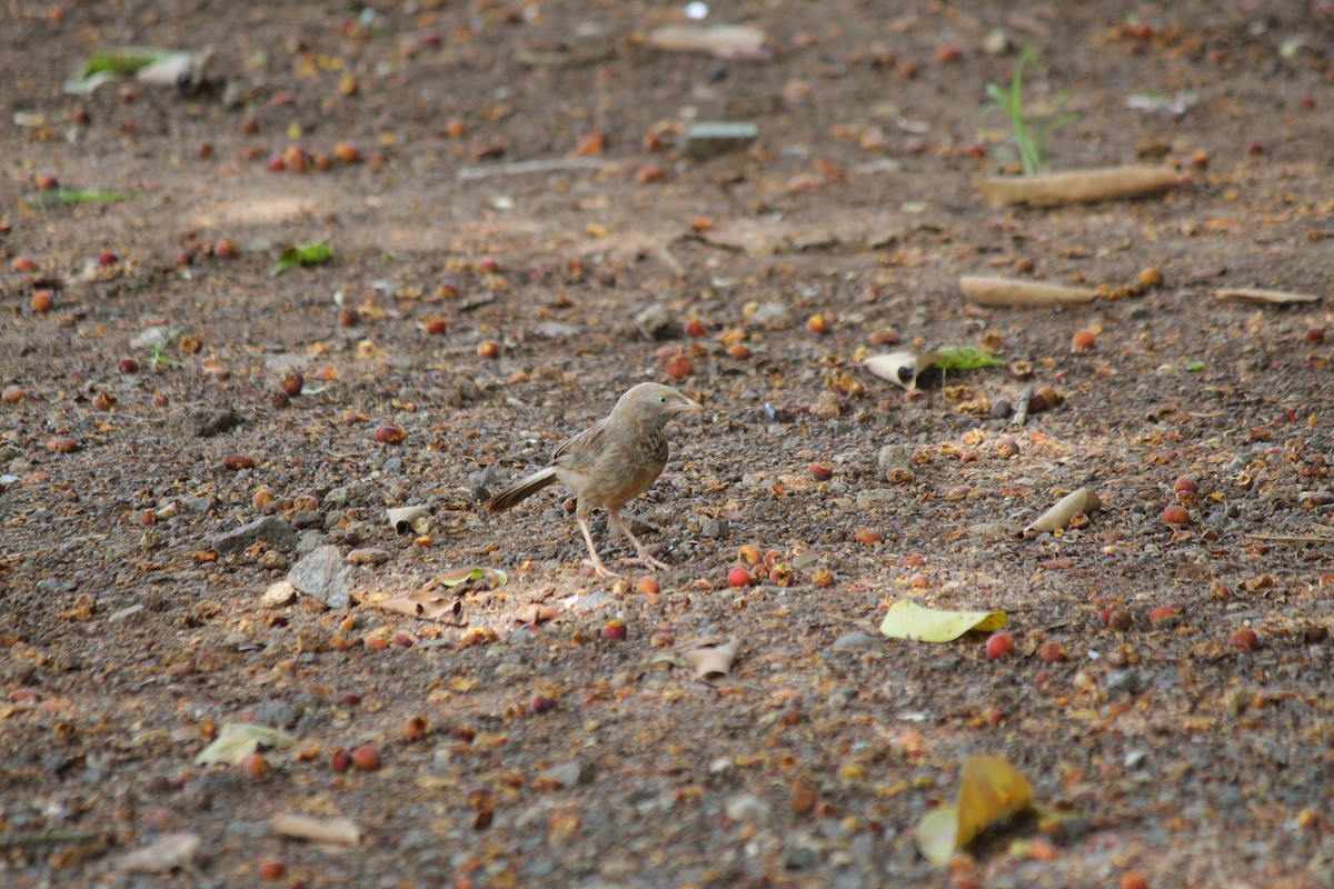 Yellow-billed Babbler - ML620447297