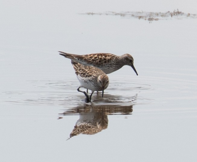 White-rumped Sandpiper - ML620447298