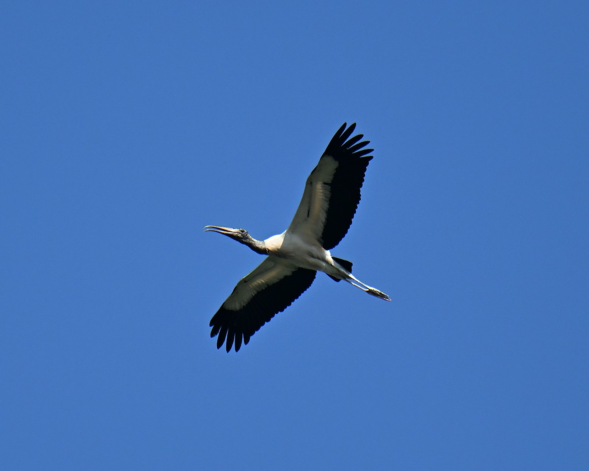 Wood Stork - Keith McCullough