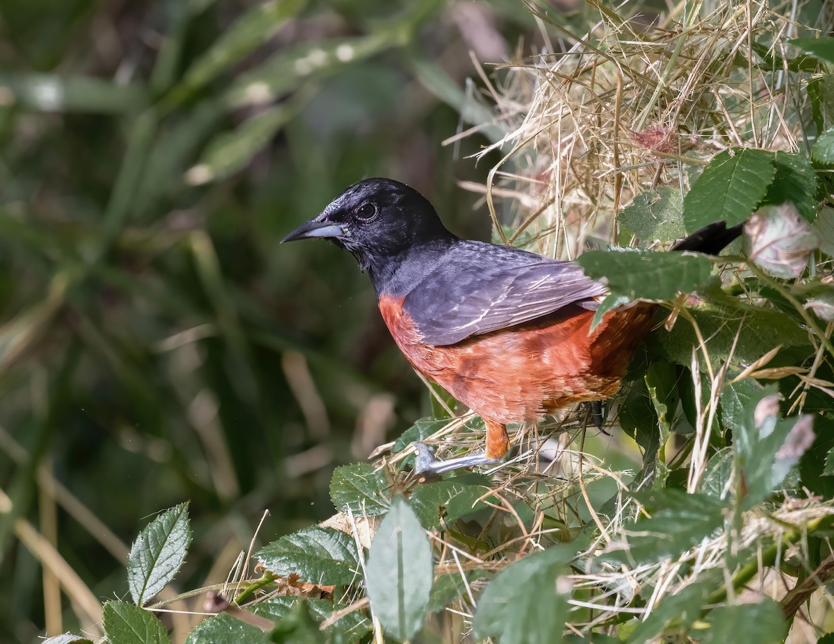 Orchard Oriole - ML620447307