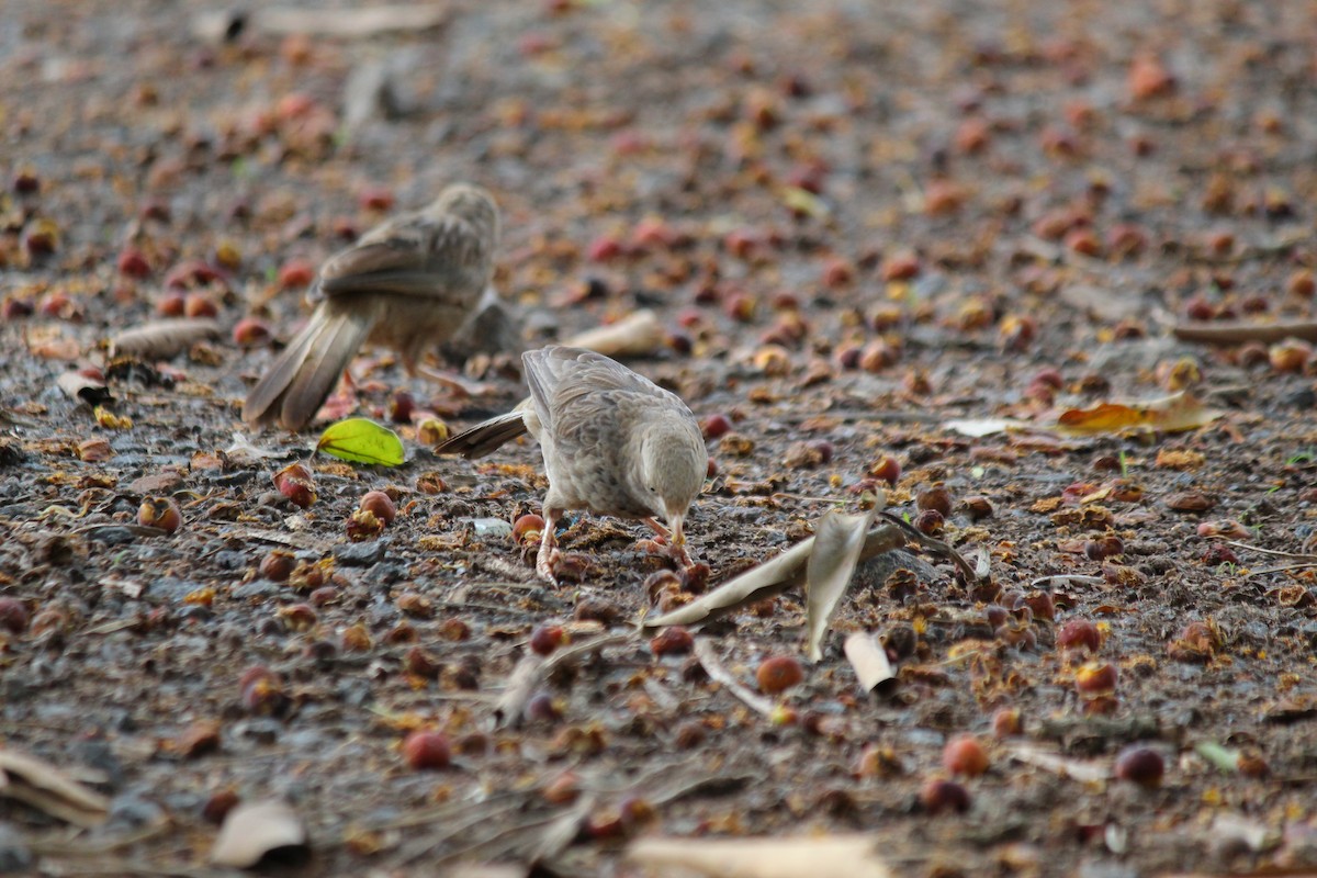 Yellow-billed Babbler - ML620447309