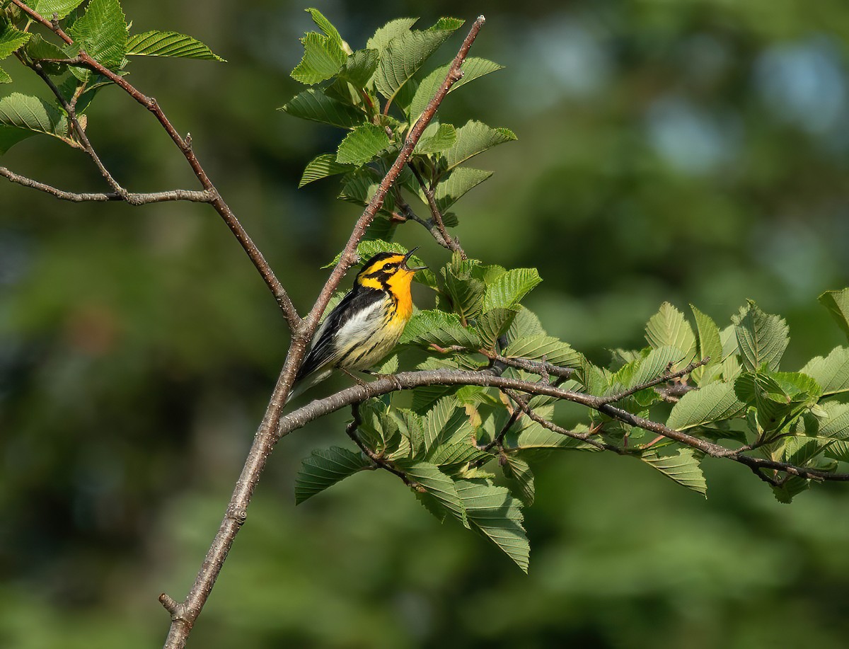 Blackburnian Warbler - ML620447313