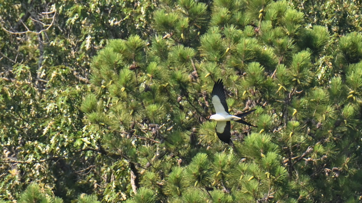 Swallow-tailed Kite - ML620447328