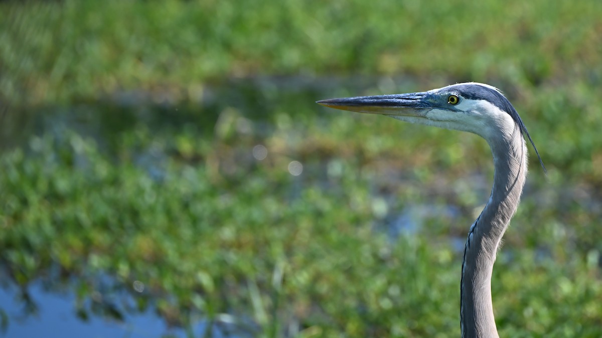 Great Blue Heron - ML620447336