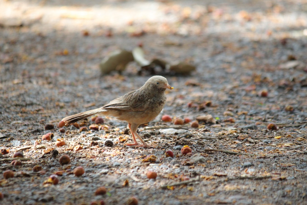 Yellow-billed Babbler - ML620447338