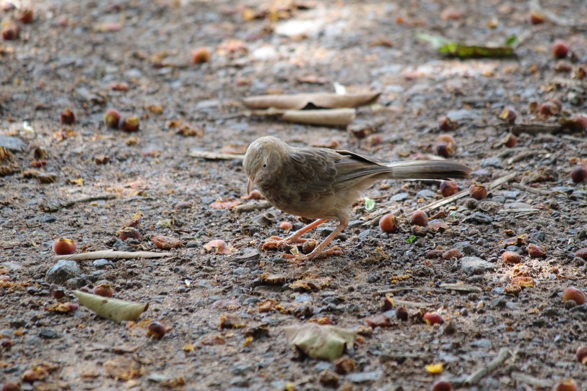 Yellow-billed Babbler - ML620447339