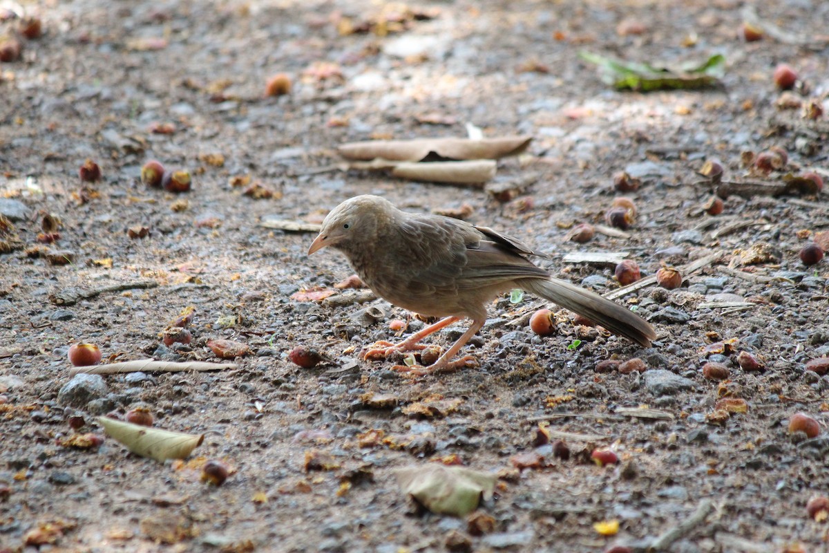 Yellow-billed Babbler - ML620447340