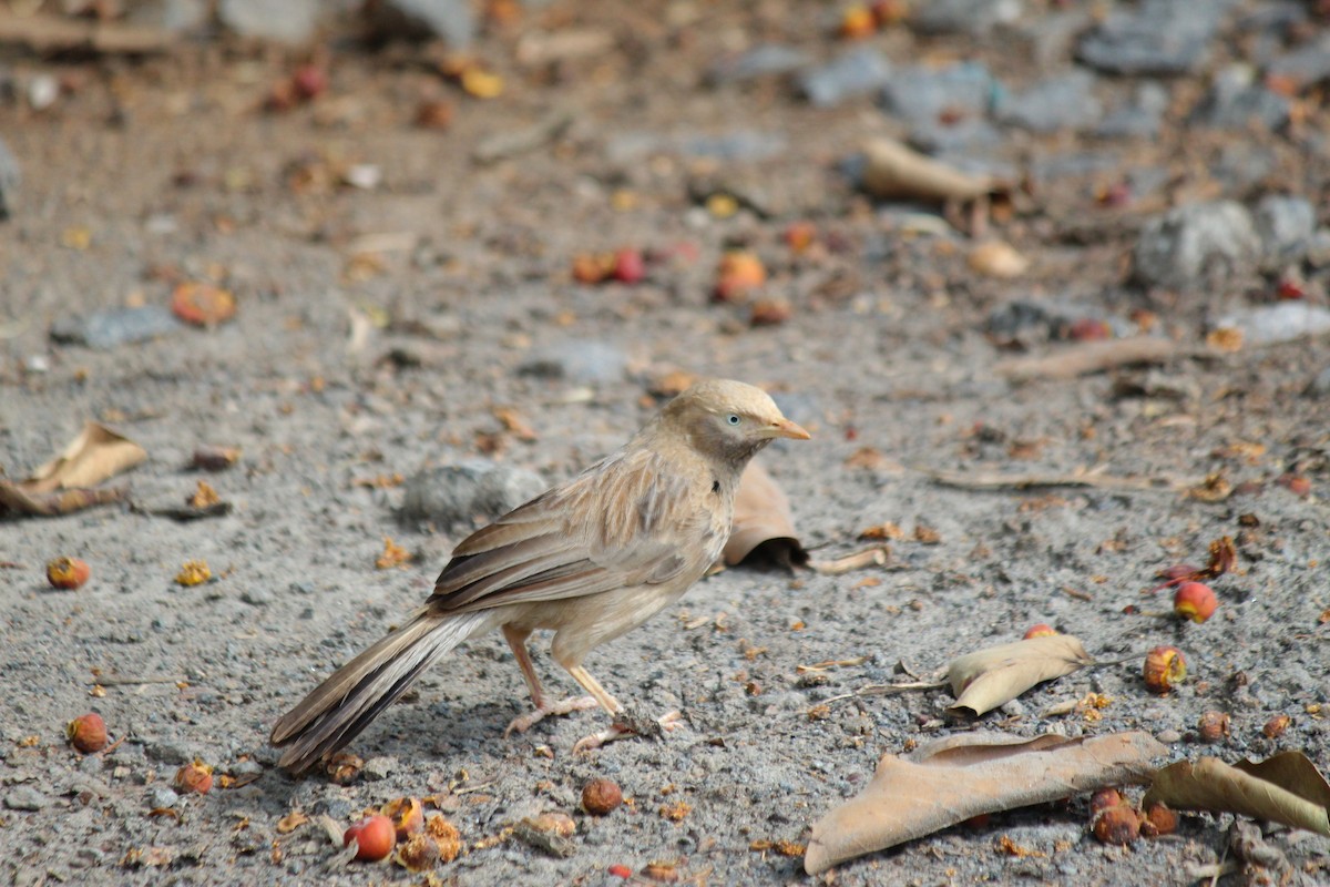 Yellow-billed Babbler - ML620447344