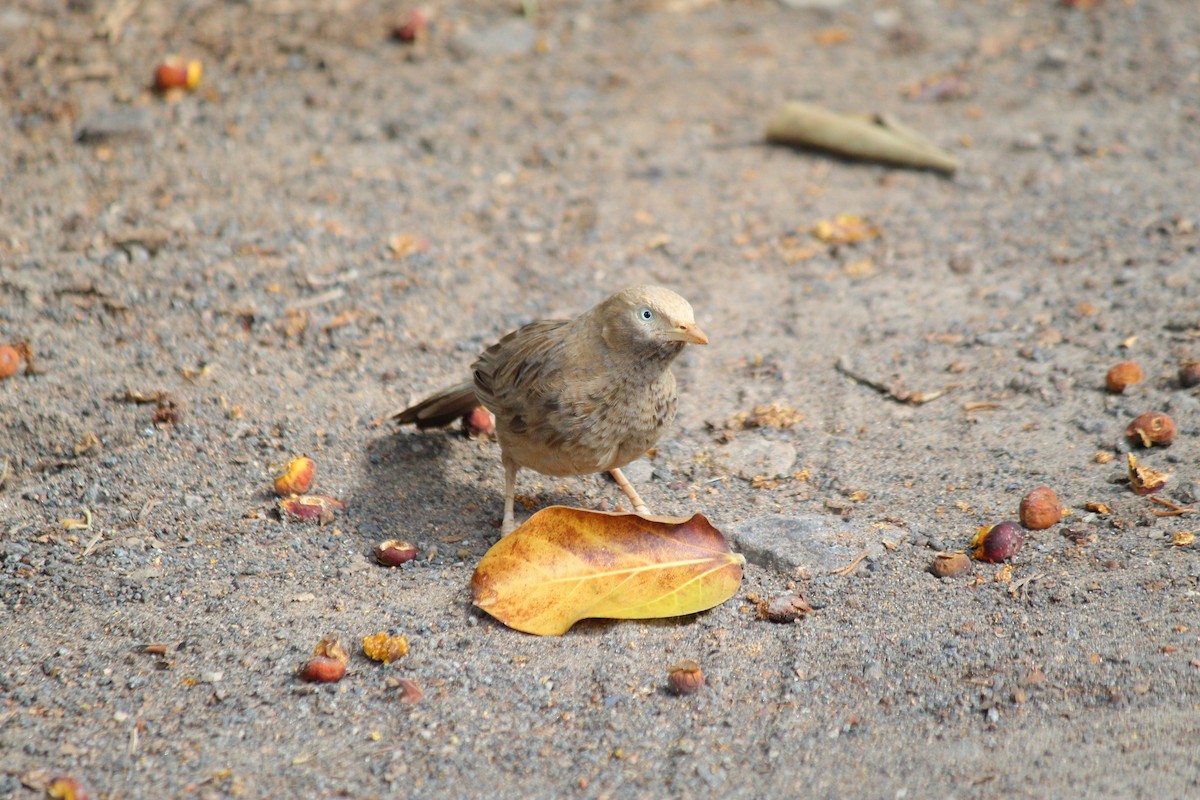 Yellow-billed Babbler - ML620447347