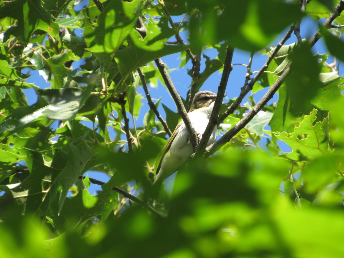 Rotaugenvireo - ML620447349