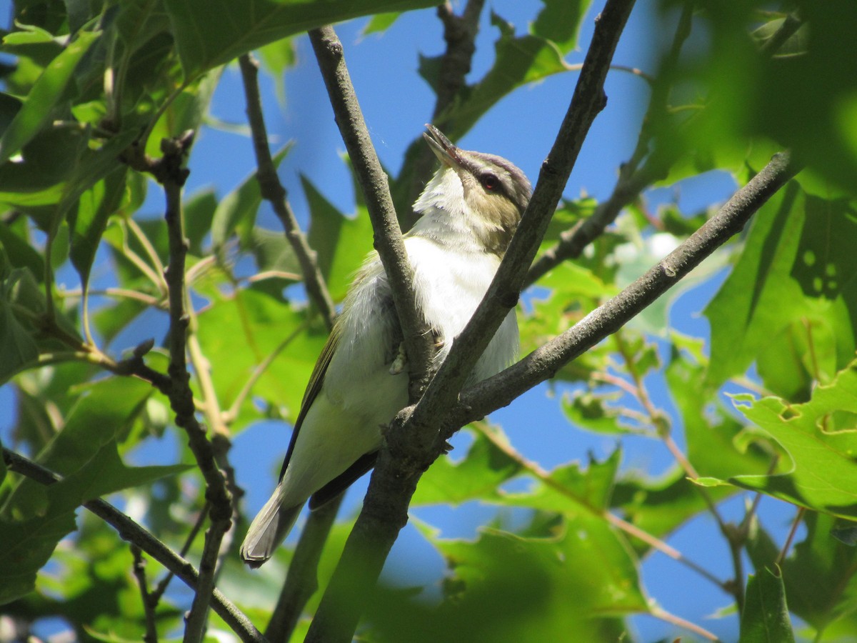 Red-eyed Vireo - ML620447352