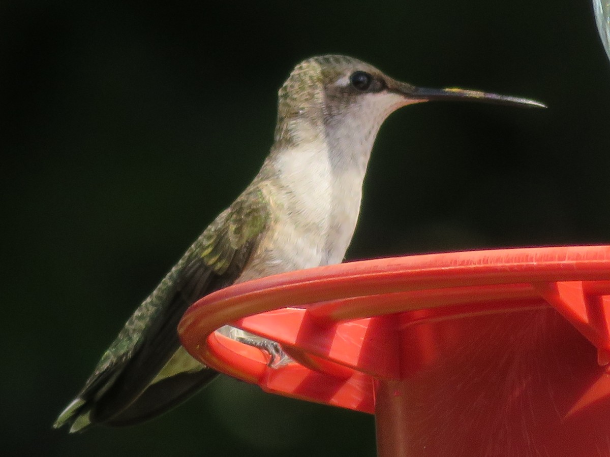 Black-chinned Hummingbird - ML620447356