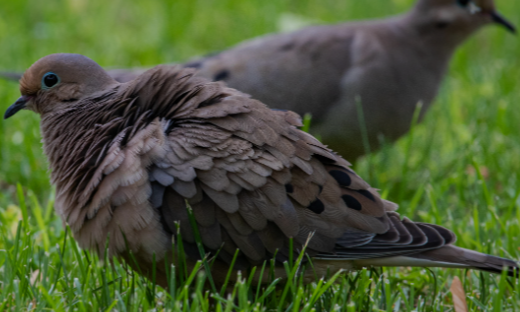 Mourning Dove - Ethan Perry