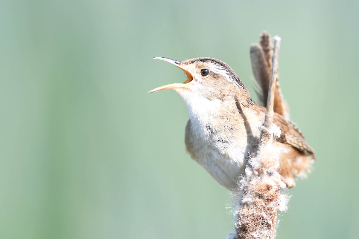 Marsh Wren - ML620447365