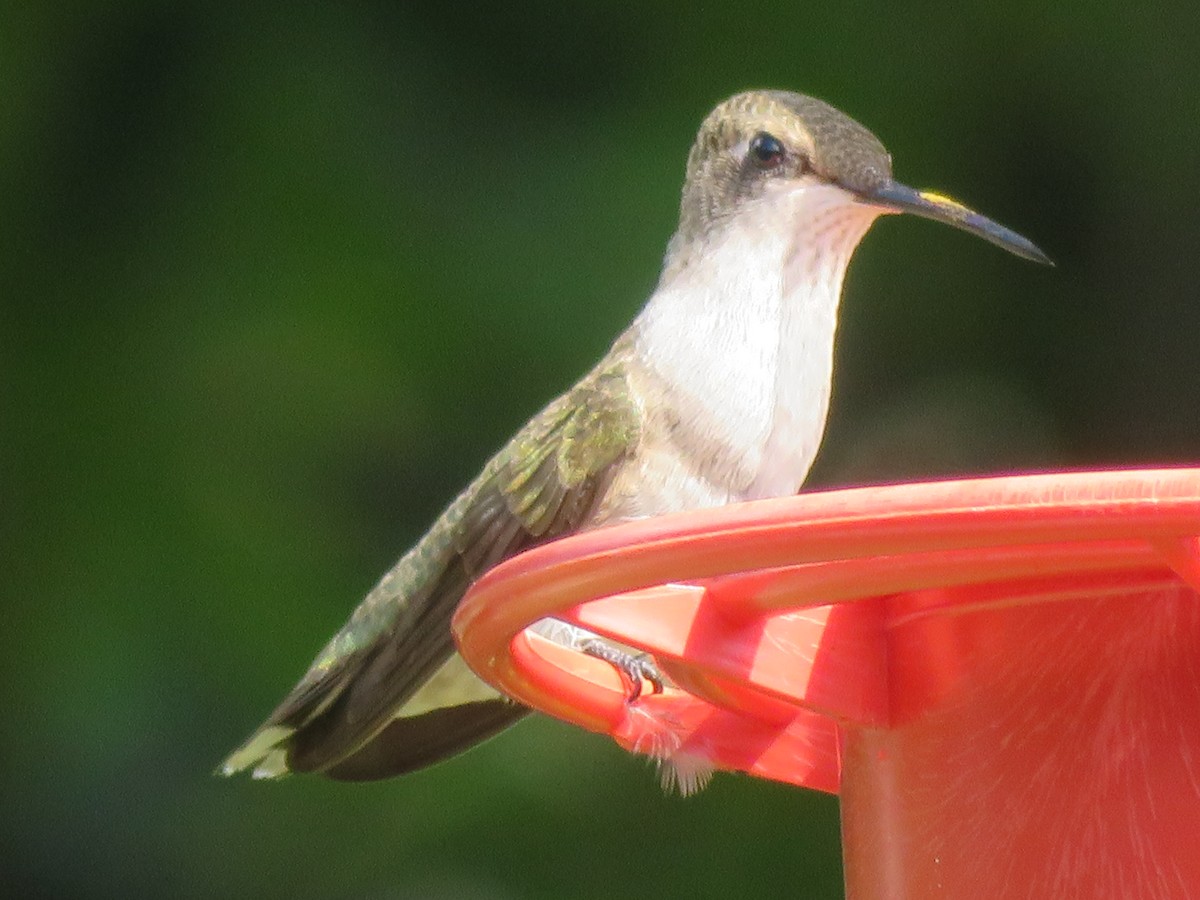 Black-chinned Hummingbird - ML620447367