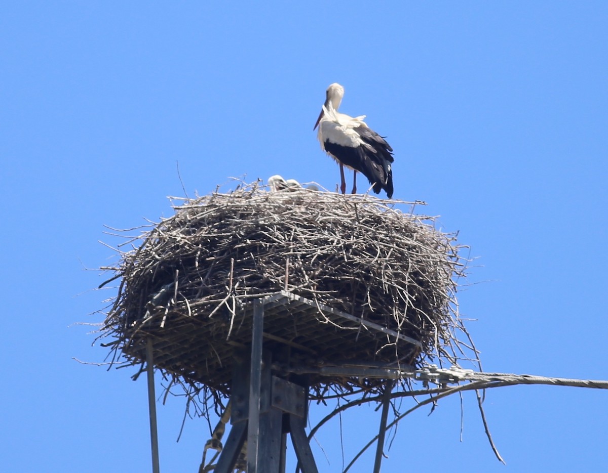 White Stork - ML620447370