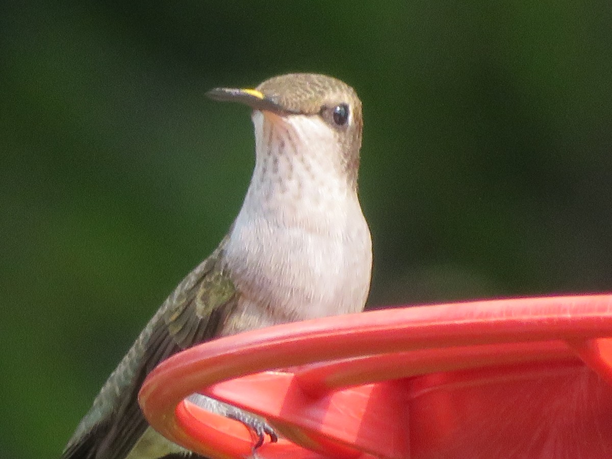 Black-chinned Hummingbird - ML620447381