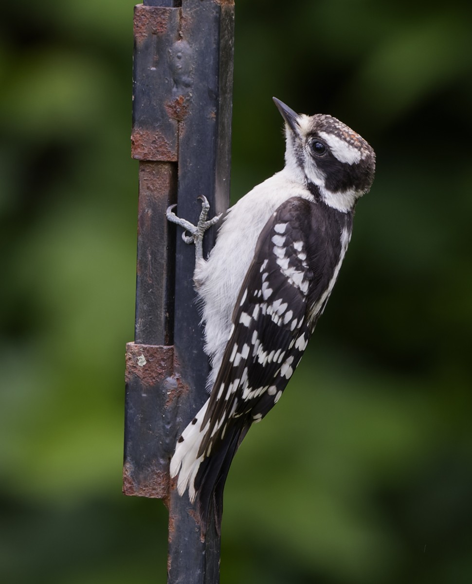 Downy Woodpecker - ML620447383