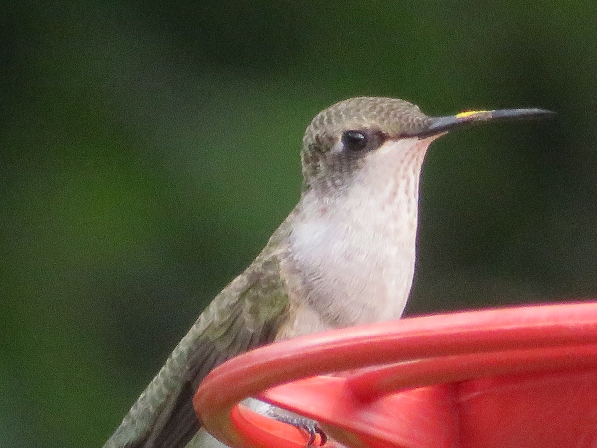 Black-chinned Hummingbird - ML620447386