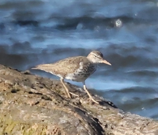 Spotted Sandpiper - ML620447388