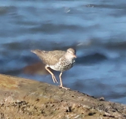 Spotted Sandpiper - ML620447389