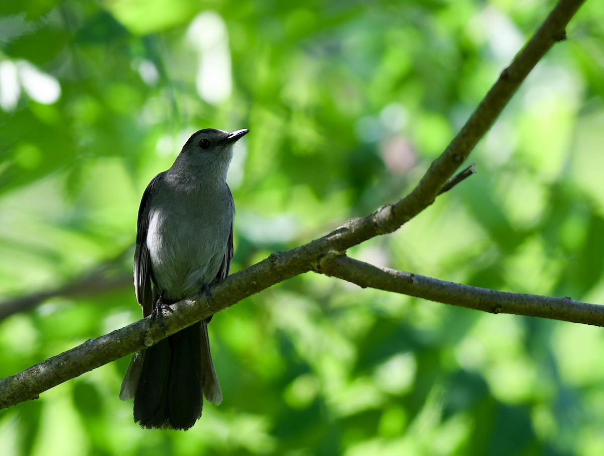 Gray Catbird - Daniel Thibault