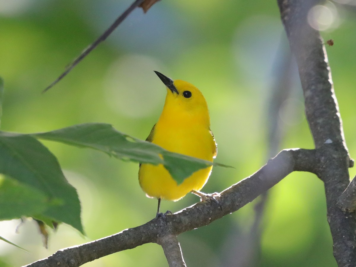 Prothonotary Warbler - ML620447396