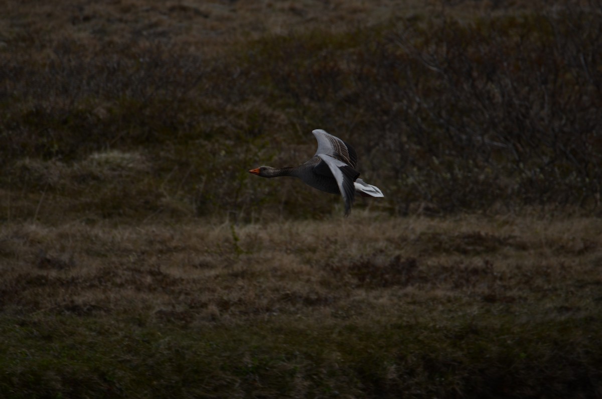 Graylag Goose - ML620447397