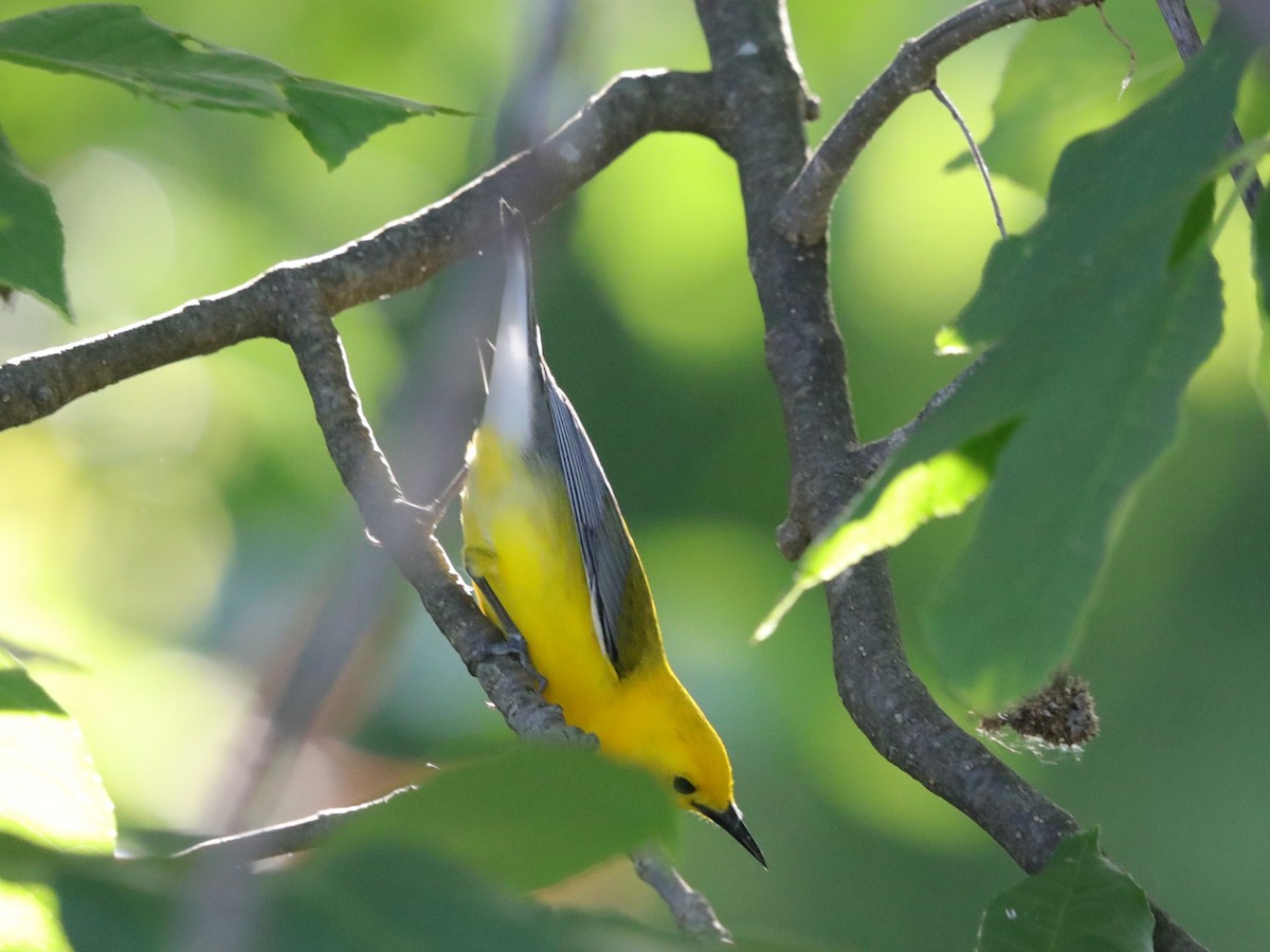 Prothonotary Warbler - ML620447401