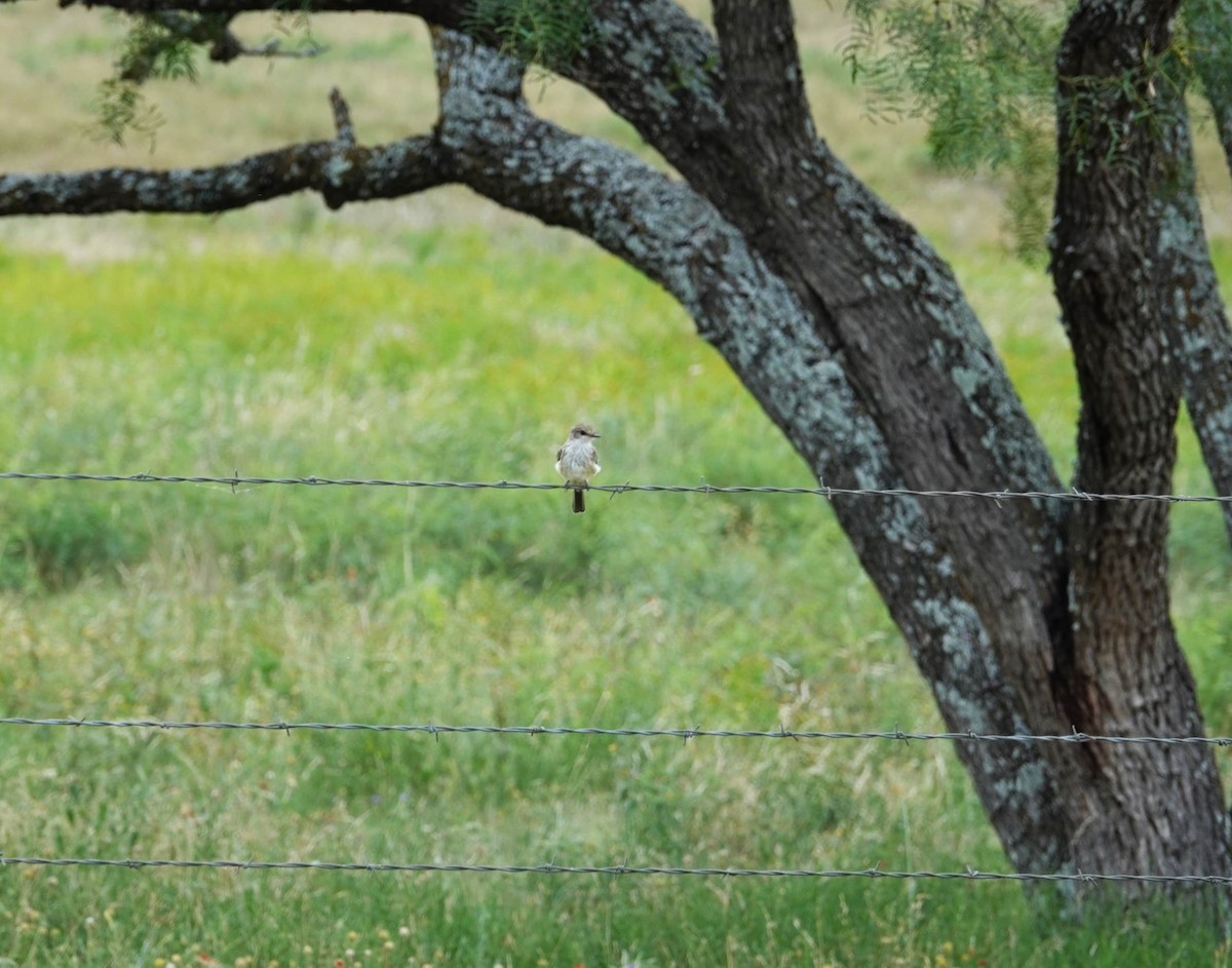 Vermilion Flycatcher - ML620447404