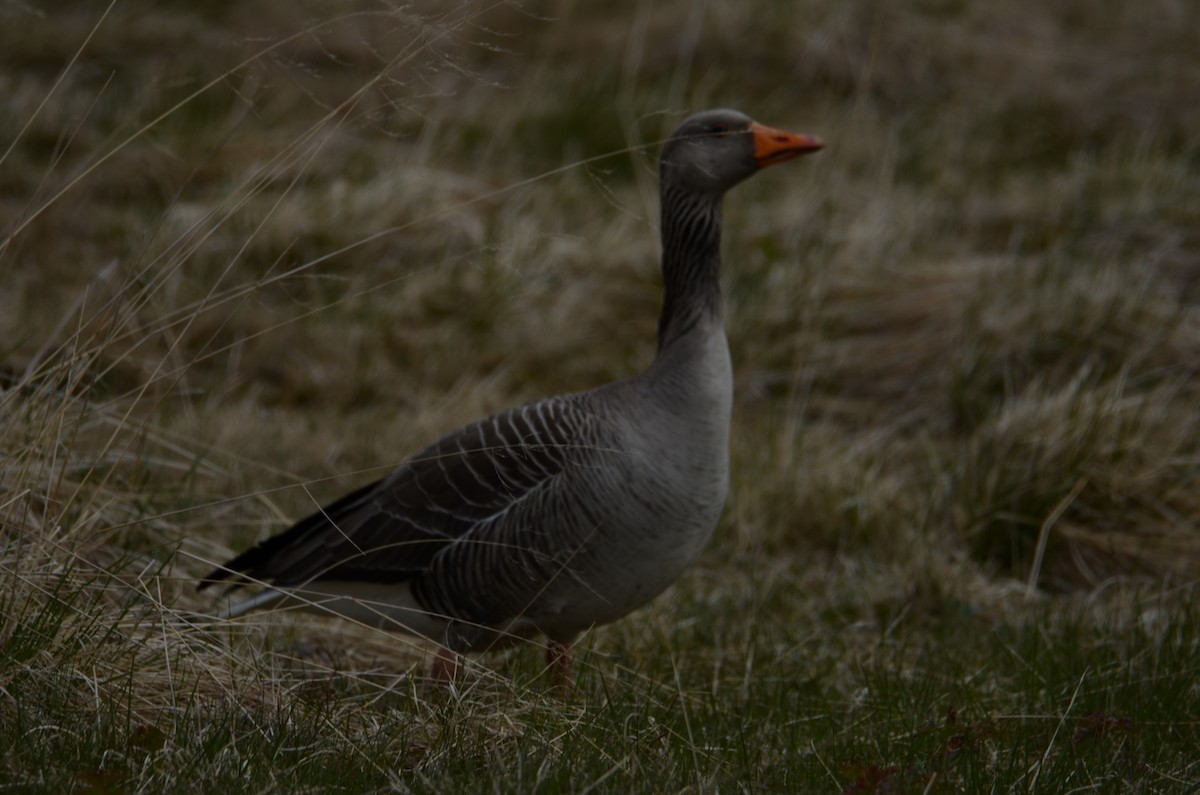 Graylag Goose - ML620447405