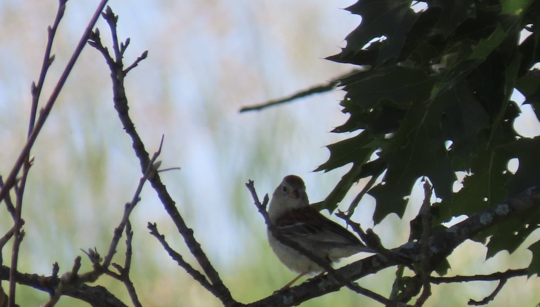 Field Sparrow - ML620447406
