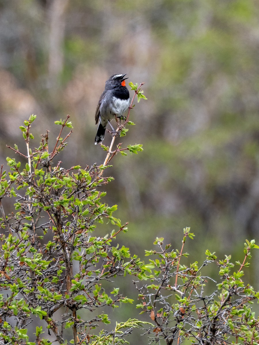 Himalayan Rubythroat - ML620447407