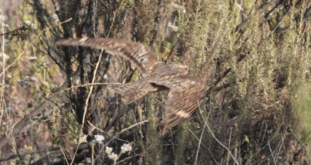 Lesser Nighthawk - ML620447410