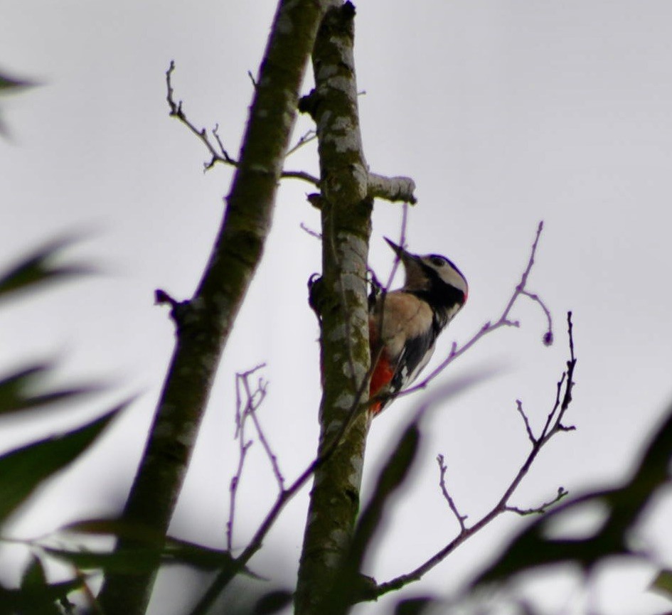 Great Spotted Woodpecker - ML620447412