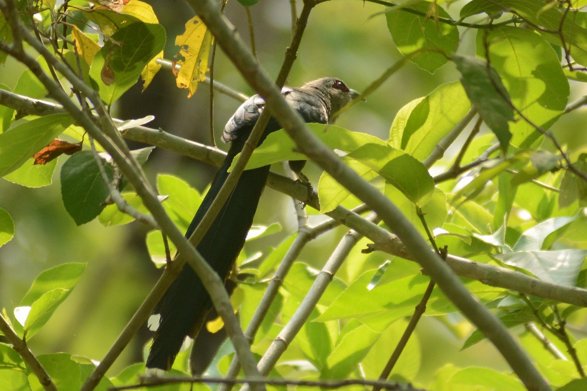 Green-billed Malkoha - ML620447413