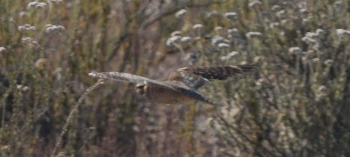 Lesser Nighthawk - ML620447414