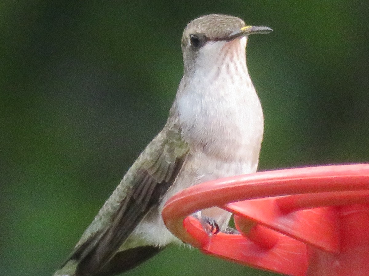 Black-chinned Hummingbird - Paul Sellin