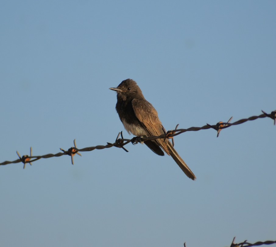 Black Phoebe - ML620447424