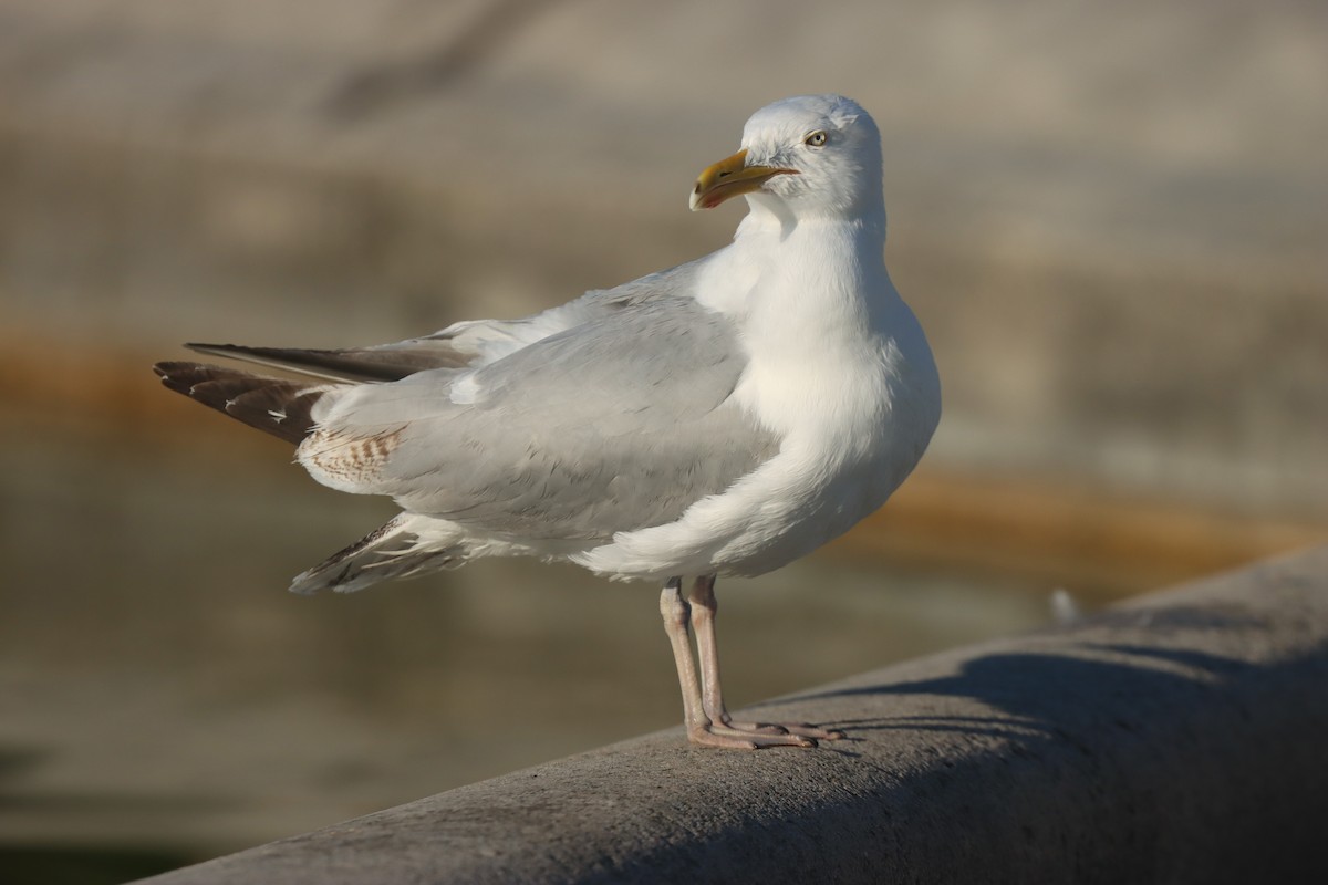 Herring Gull - ML620447426