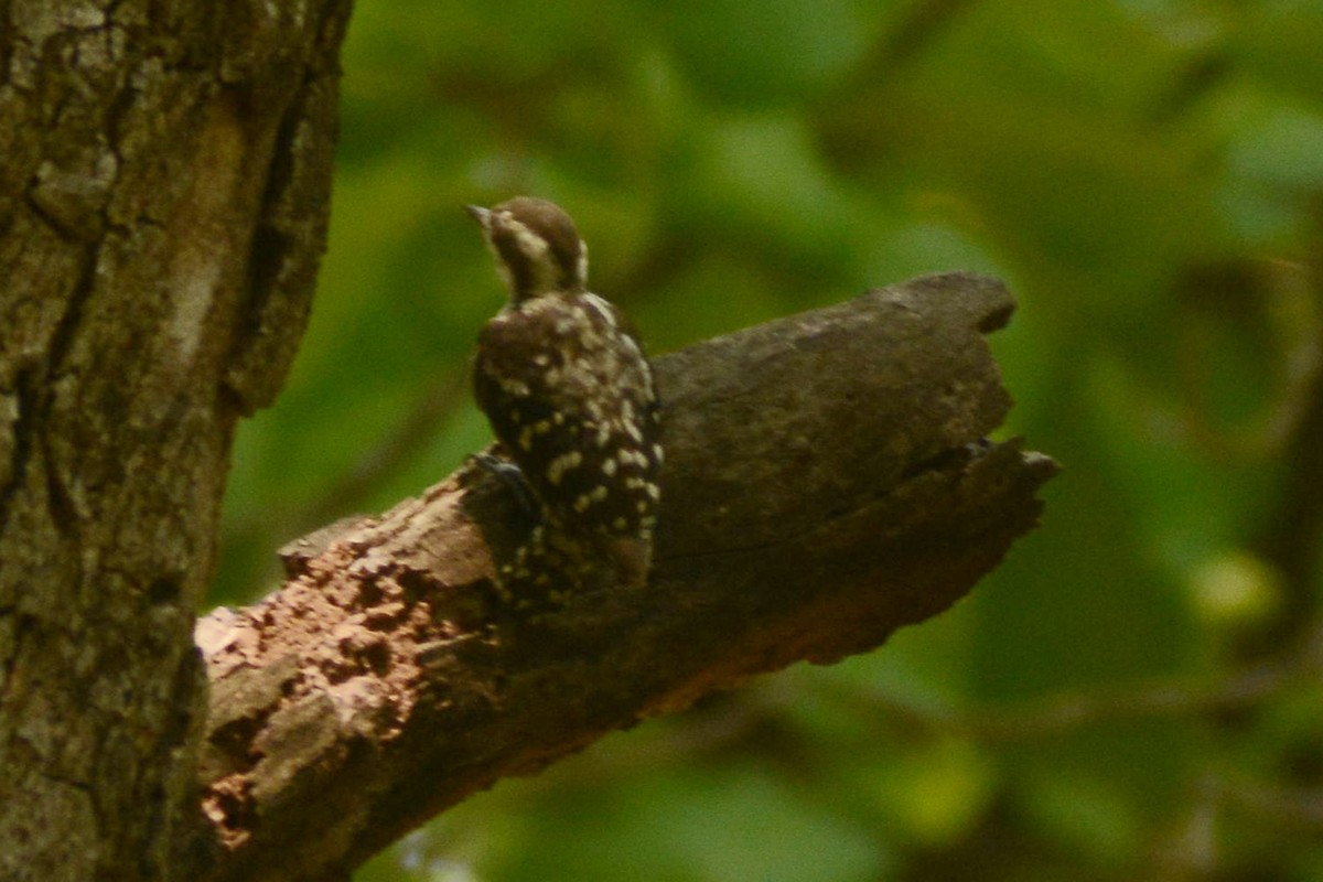Brown-capped Pygmy Woodpecker - ML620447433