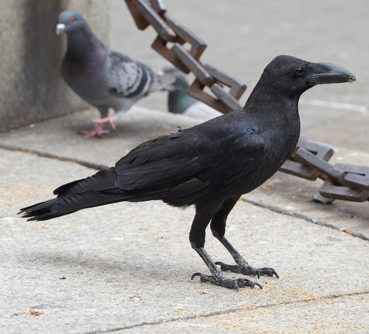 Large-billed Crow - ML620447437