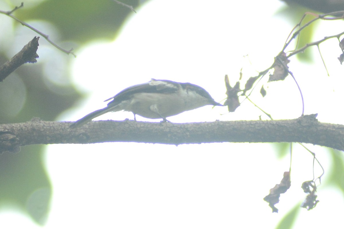 Bar-winged Flycatcher-shrike - Prabin kumar Mangaraj