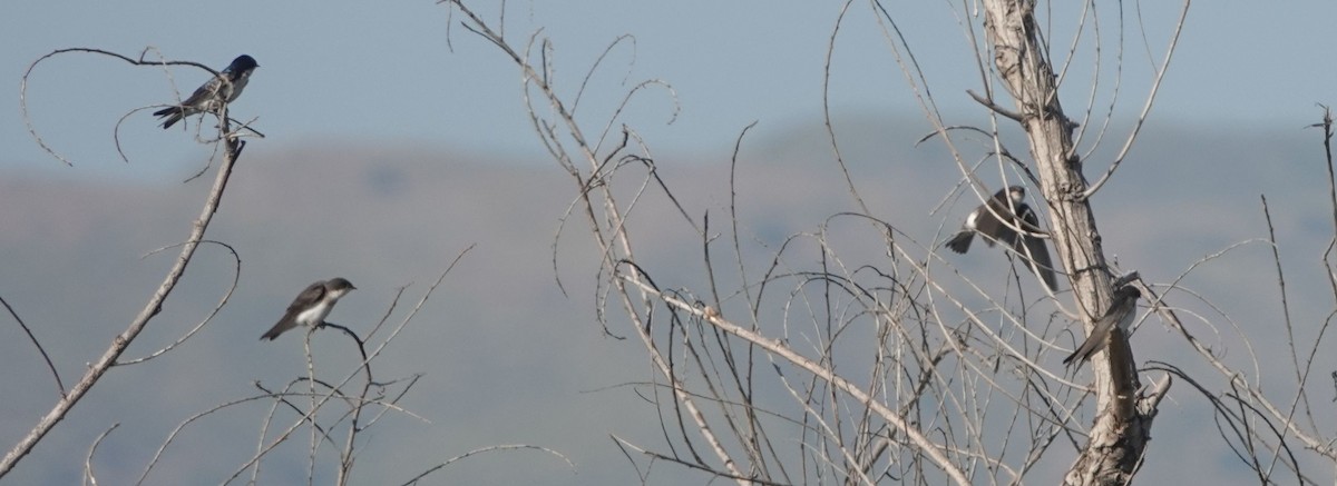 Tree Swallow - Brad Rumble