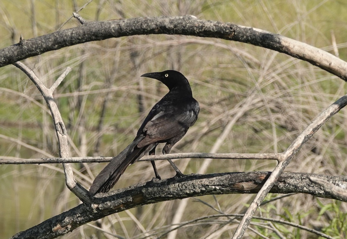 Great-tailed Grackle - ML620447480